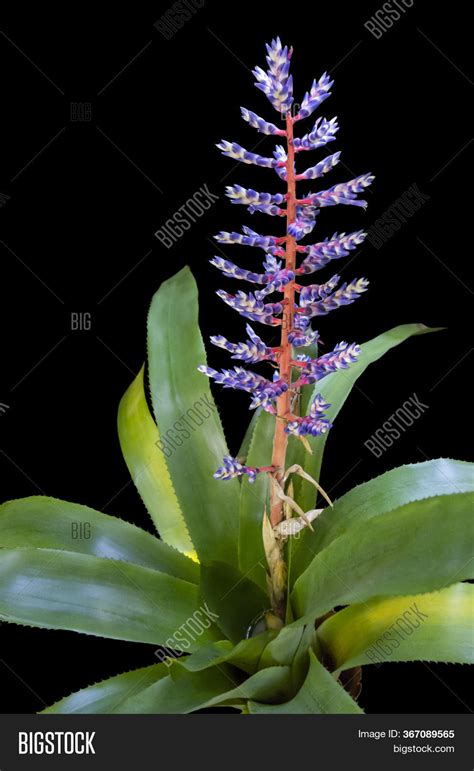 Exotic Bromeliad Image And Photo Free Trial Bigstock
