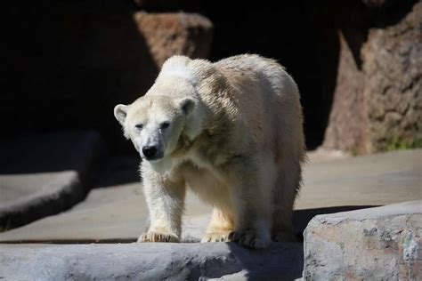 Sf Zoos Only Polar Bear Dies At 36