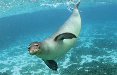 Mediterranean Monk Seals Characteristics Habitat And More