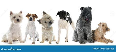 Group Of Terrier Stock Photo Image Of Background Isolated 63054978