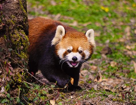 Red Panda By Untilforever Photos On Deviantart Панда