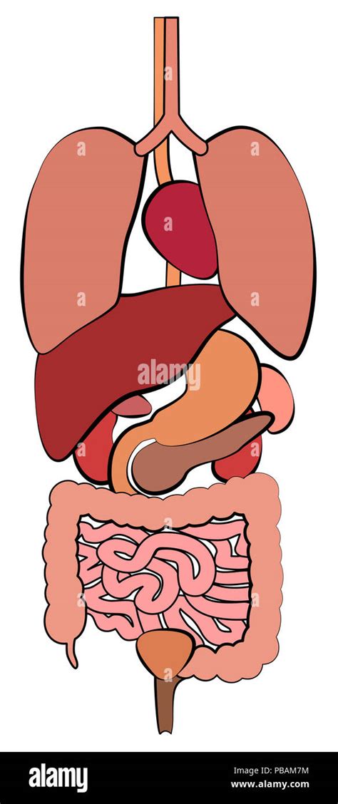 Digestive System Gastrointestinal Tract With Internal Organs
