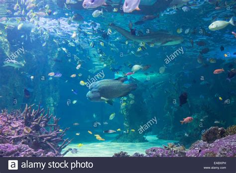 Great Barrier Reef Aquarium In The Sydney Sea Life