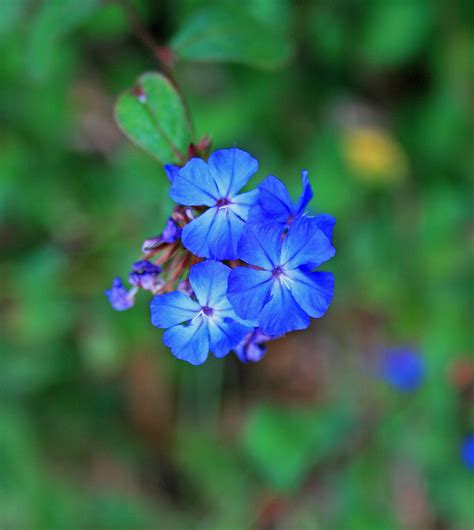 Delicate Blue Flowers Free Stock Photo Public Domain Pictures