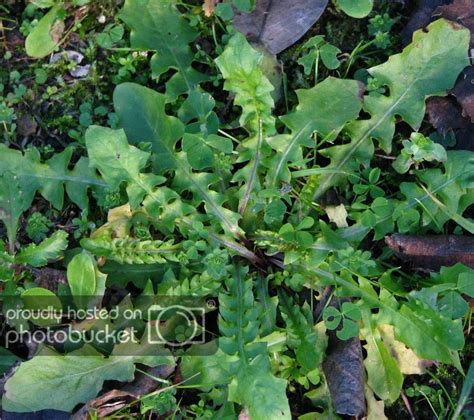 Fiori spontanei di colore bianco. Erbe spontanee commestibili | Erbe, Piante commestibili ...