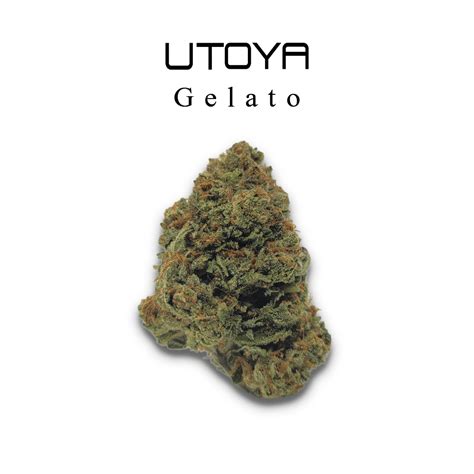 Gelato THCA Flower Utoya S Premium Indica Dominant Hybrid