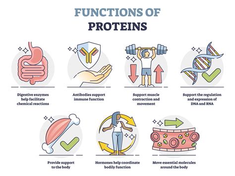 Protein Function