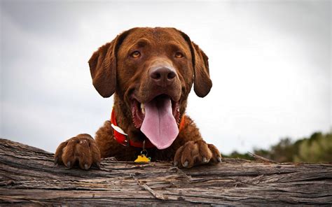 Dogs Face Wallpaper High Definition High Quality Widescreen