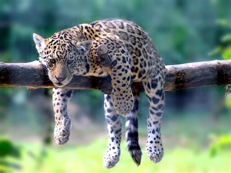 Bébé Jaguar Sur Sa Branche Vous Pouvez Le Faire Vous Flickr
