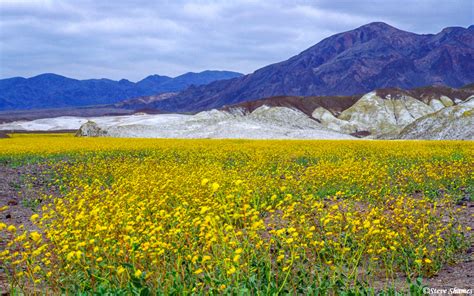 Looking at the temperature forcast for death valley using weatherbug on a mobile phone. Death Valley in Bloom | Death Valley National Park, Great ...