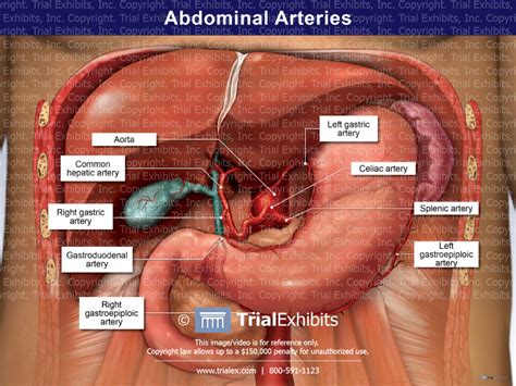 Biliary And Abdominal Arteries Trial Exhibits Inc
