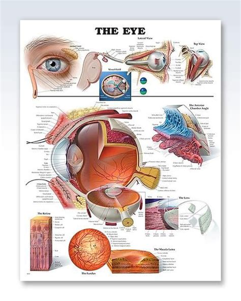 The Eye Anatomy Poster Eye Anatomy Optometry Eye Chart