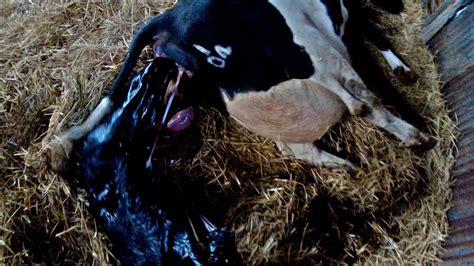 Cow Calving Assist Youtube