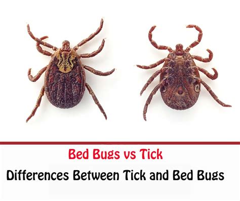 Deer Tick Vs Bed Bug