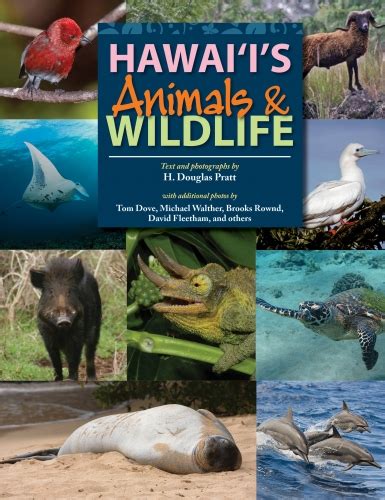 Hawaiis Animals And Wildlife Staradvertiser