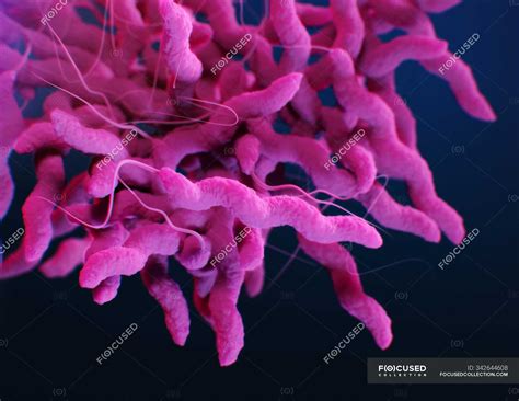 Digital 3d Illustration Of Pink Campylobacter Bacteria — Pathogens