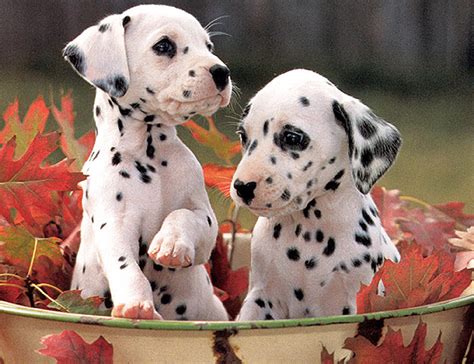 A teaspoon of aquarium salt per 5 gallons of water will go a long way in helping them. Dogs With Jobs: Dalmatians of the Fire Department | Baby ...