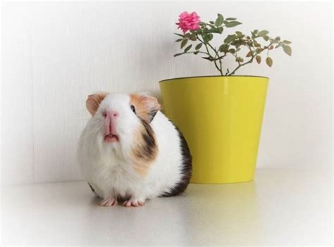 14 Guinea Pigs For Anyone Whos Having A Bad Day Page 4 Of 5 Petpress