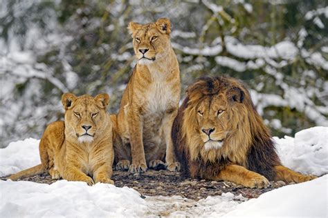 Three Lions Posing The Three Adult Lions Of The Walter Zoo Flickr