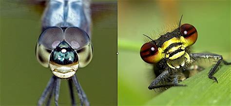 All About Dragonflies And Damselflies Damselfly Dragonfly Eyes