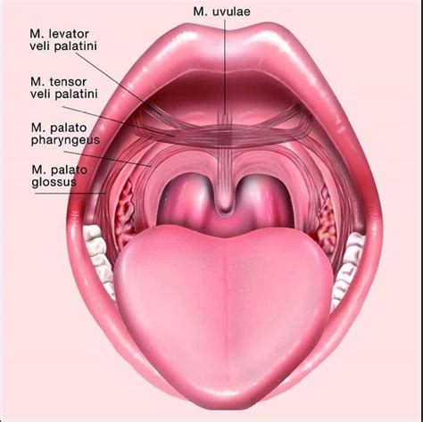 Anatomy Throat Surgery Throat Anatomy Anatomy