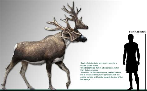 The Irish Elk And Other Massive Prehistoric Deer Species Outdoorhub