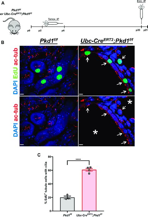 Cre2ert2 was inserted by homologous recombination into the rosa26 locus. Deletion of Pkd1 increases the number of ciliated EdU ...