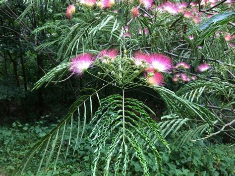 Mimosa Tree Flowers Flickr