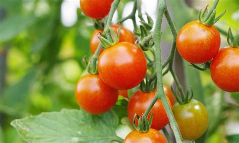 Farmworkers Get The Recognition They Deserve Growing Tomato Plants