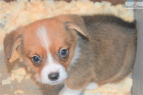 Looking for a corgi puppy to add to your family? Levi: Corgi puppy for sale near Dallas / Fort Worth, Texas ...