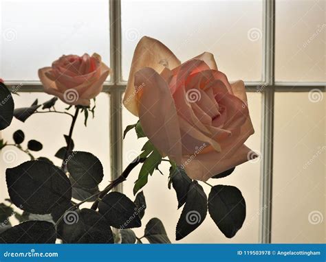 Two Pink Roses Backlit Against A Conservatory Window Stock Photo