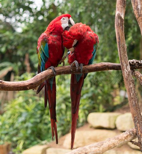 Couple Of Red Parrots In Love Stock Image Colourbox