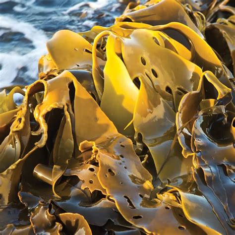 Top 195 Animals That Live In Kelp Forests