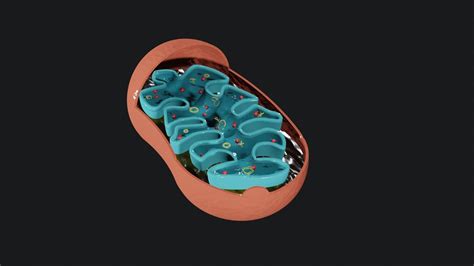Mitochondria 3d Model Rigged Cgtrader