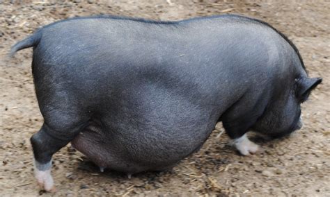 Pregnant Pot Belly Pig Question Backyard Chickens Learn How To