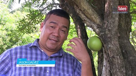 Como Es El árbol De Morro Y Su Fruto Sonsonate El Salvador
