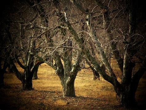 Apple Trees By Michael L Kimble Tree Apple Tree Tree Images