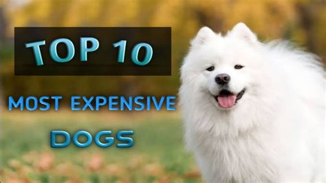 Top 10 Most Expensive Dogs Youtube