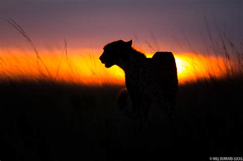 Cheetah At Sunset Will Burrard Lucas