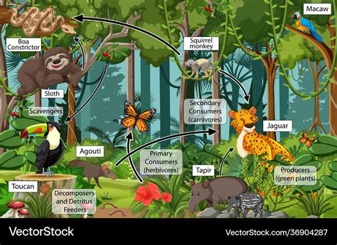 Tropical Rainforest Food Chain Information