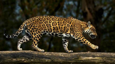 Leopard Side Animals Wallpapers Hd Desktop And Mobile