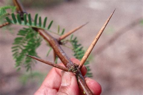Thorn Trees Identification