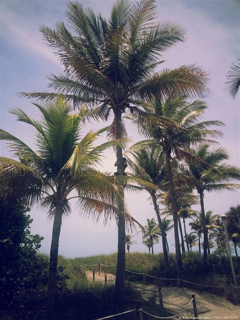 South Beach Miami Beach Palm Tree Climber Goes For Co