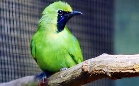 Bagi pecinta burung dara, merawat dan memilih burung dara yang bagus menjadi sebuah kesenangan tersendiri karena bisa memiliki mempunyai burung dara yang bagus berarti sudah siap untuk kamu ikutkan kontes seperti balap burung yang sedang tenar di kalangan masyarakat. Paling Bagus 30+ Gambar Burung Jongkangan Jantan - Richa ...