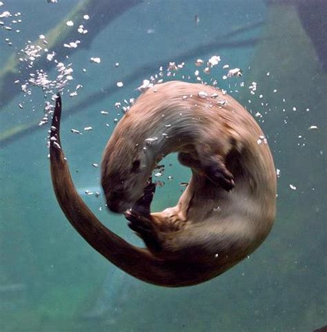 River Otter Dance Zoophos