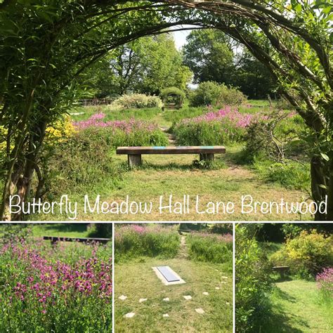 Butterfly Meadow Brentwood Local Business Guide