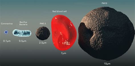 Size Comparison Coronavirus Bacillus Bacteria Pmparticulate Matter