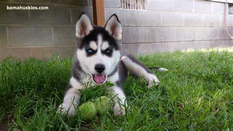 Perhaps it is this breed's piercing blue eyes or the way that the fur over their eyes makes them look mean and angry all the time (talk about an amazing rbf). Husky Kennels 9-19-2014 - Siberian Husky Puppies For Sale