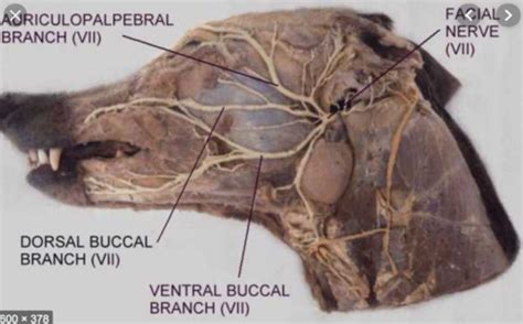 Canine And Equine Superficial Facial Muscles And Nerves Flashcards