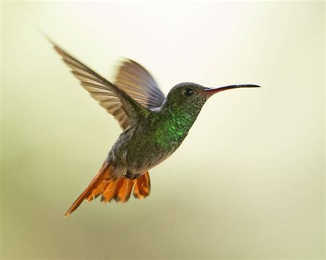 The Hummingbird Effect Explore The World Of Costa Rican Hummingbirds